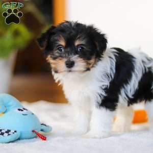 Claire, Yorkie Poo Puppy